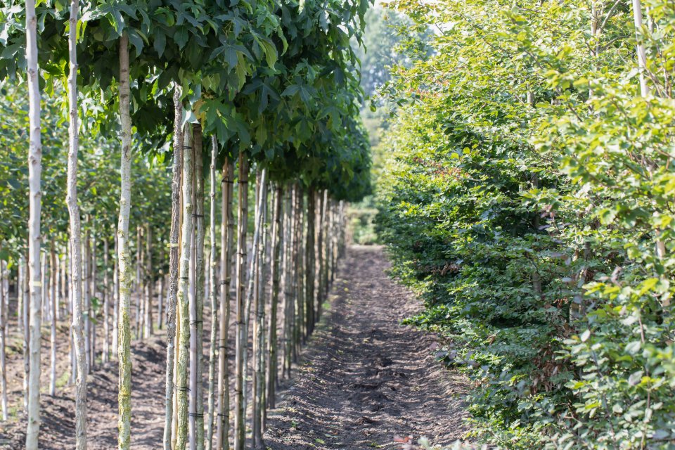 Boomkwekerij - Tuincentrum Huiting